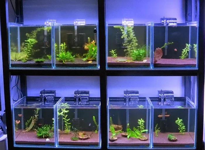 How to Breeding Betta Fish in Hindi