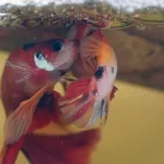 How to Make Mate Betta Fish