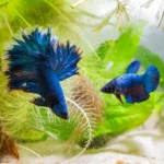How to Select Betta Fish for Breeding