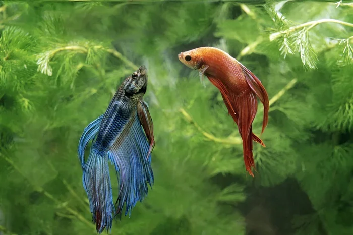 How Can I Breed My Betta Fish
