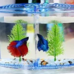 Is It Bad to Breed Betta Fish