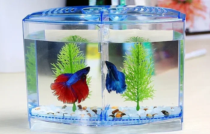How to Breed a Betta Fish