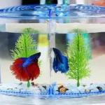 How to Breed Betta Fish in Captivity