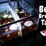 How to Breed Betta Fish in Malayalam