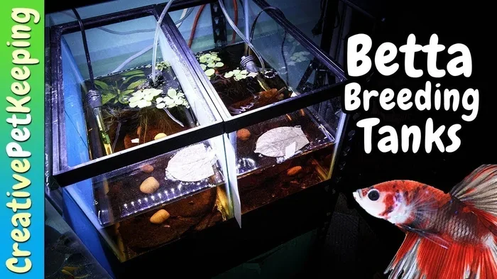 How to Breed Betta Fish in Malayalam