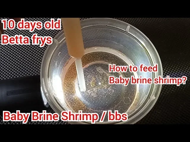 Do Betta Fish Live Brine Shrimp Discover the Truth