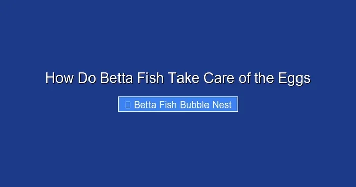 How Do Betta Fish Take Care of the Eggs