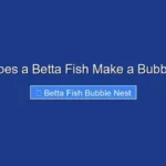 How Does a Betta Fish Make a Bubble Nest