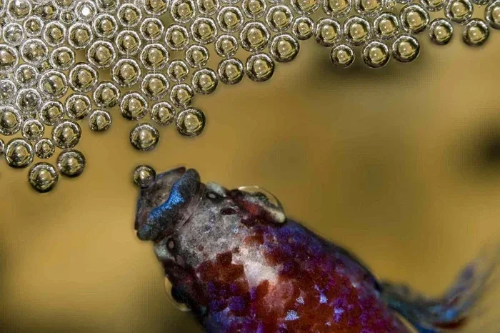 Do Betta Fish Get Pregnant