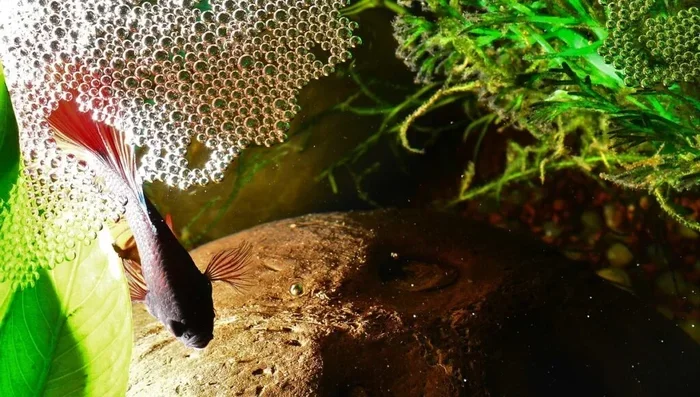 Do Betta Fish Need Bubble Stone