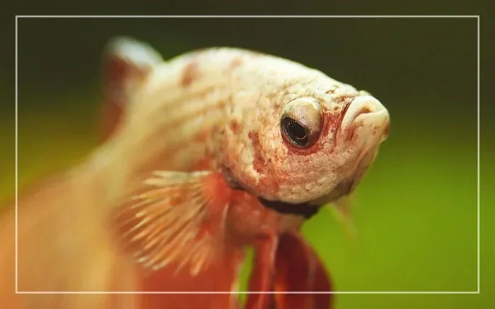 What Causes a Betta Fish Eye to Bulge
