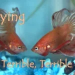 How to Stop a Betta from Bullying Fish