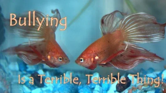 How to Stop a Betta from Bullying Fish