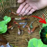 How to Catch a Betta Fish with a Net