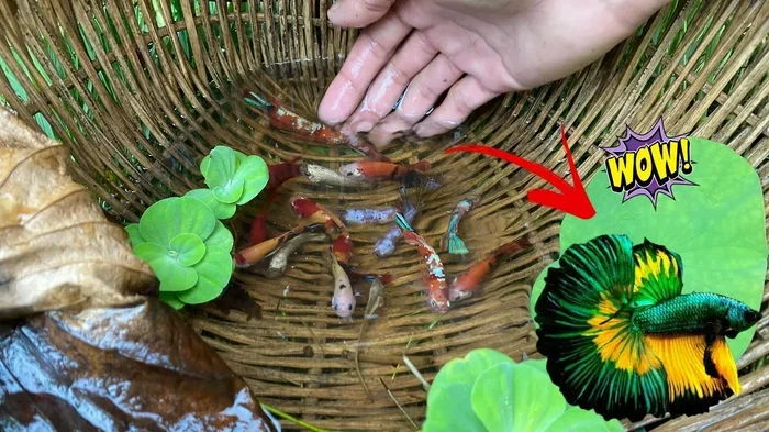 How to Catch a Betta Fish with a Net