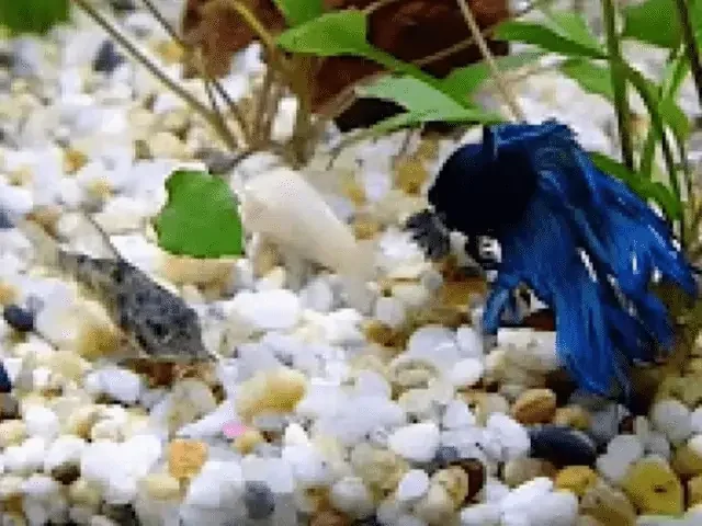 Can Betta Fish and Catfish Live Together