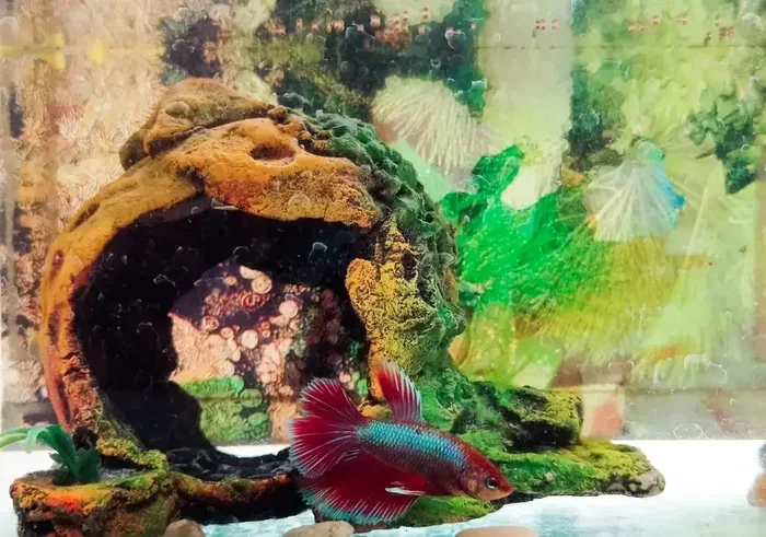 How to Make Cave for Betta Fish