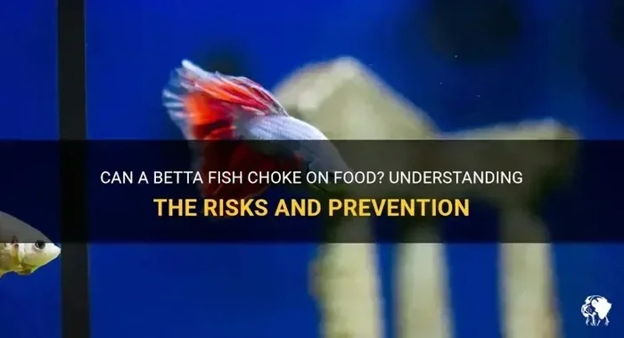 How to Tell If a Betta Fish Is Choking