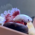 Is It Normal for Betta Fish to Swim in Circles