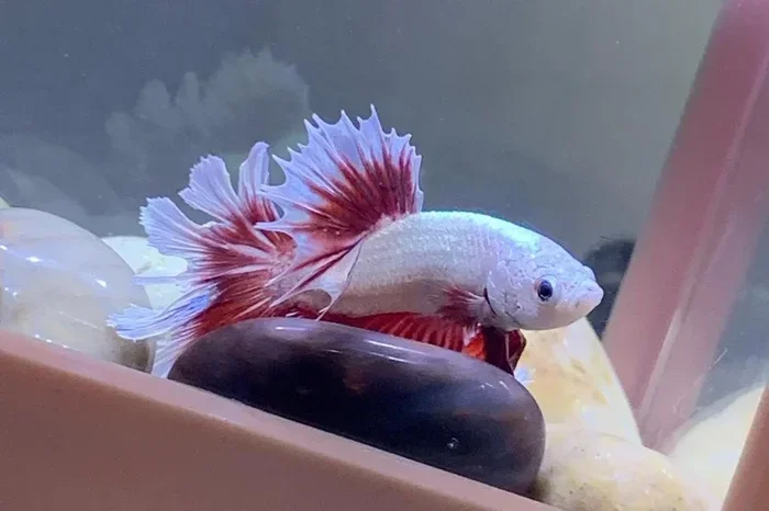 Is It Normal for Betta Fish to Swim in Circles