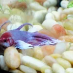 How to Treat a Betta Fish with Clamped Fins