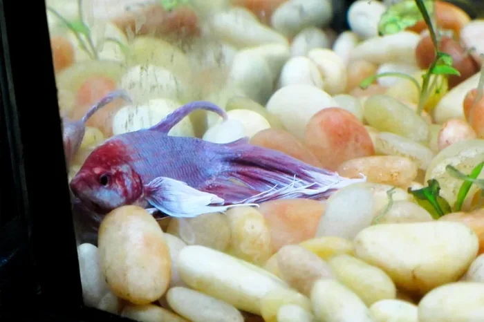 How to Treat a Betta Fish with Clamped Fins