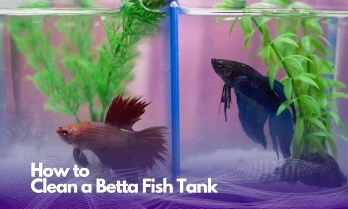 Is Reverse Osmosis Water Safe for Betta Fish
