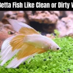 Is Brita Filtered Water Better for Fish