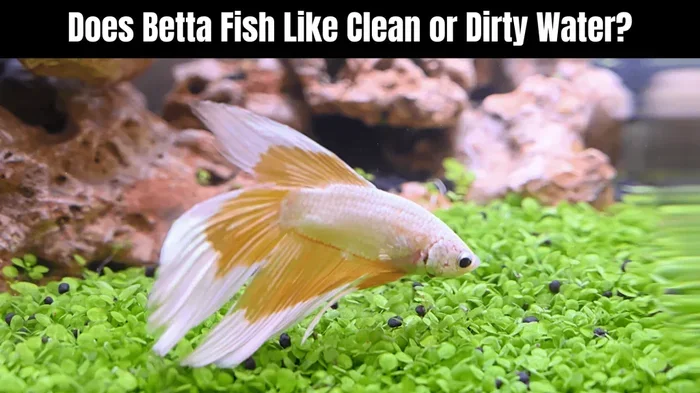 How to Prepare the Water for a Betta Fish
