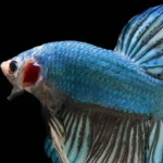 How to See What Specs My Betta Fish
