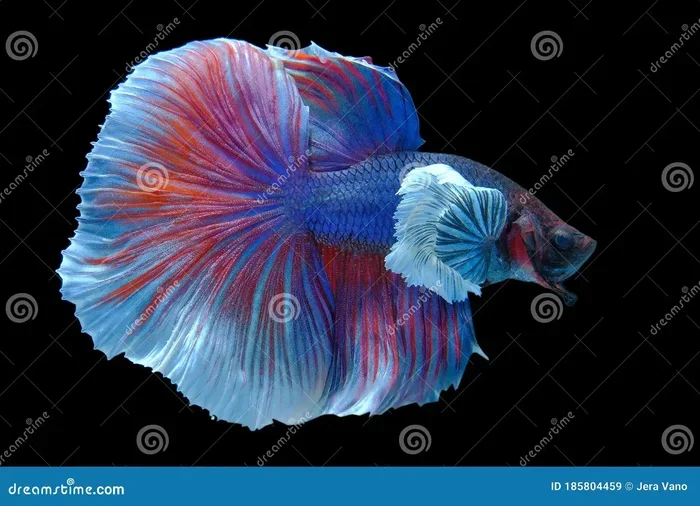 How to Tell the Age of Betta Fish