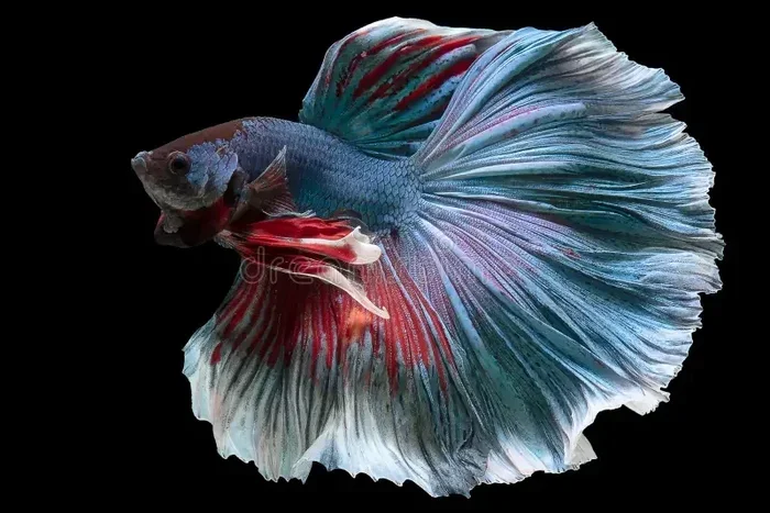 How to Tell Your Betta Fish Age