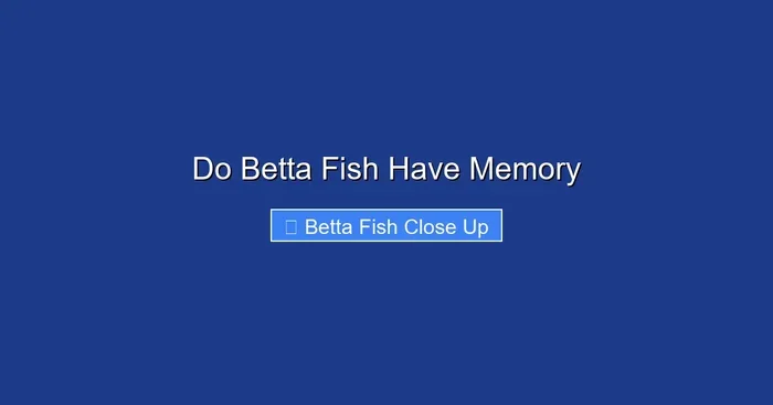 Do Betta Fish Have Memory