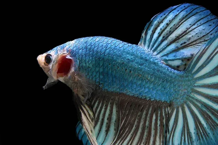 Are Betta Fish Poisonous To Humans And Other Fish Explained