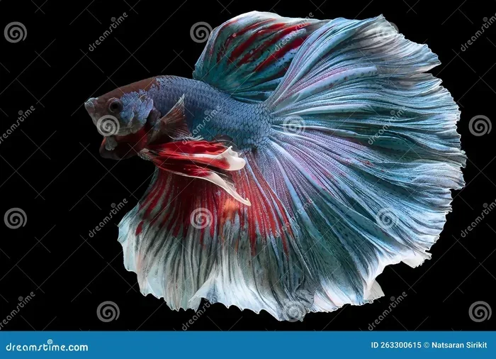 Can You Pet a Betta Fish Safely and What You Must Know