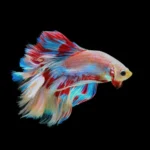 How to Read Your Betta Fish