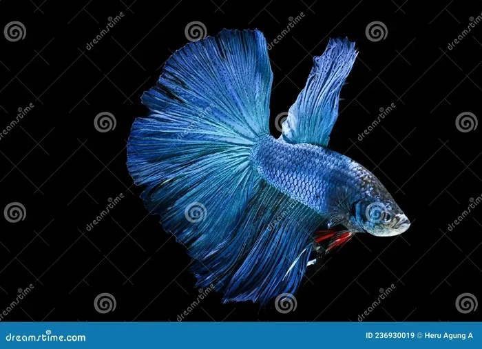 How Do I Know If My Betta Fish Pooped