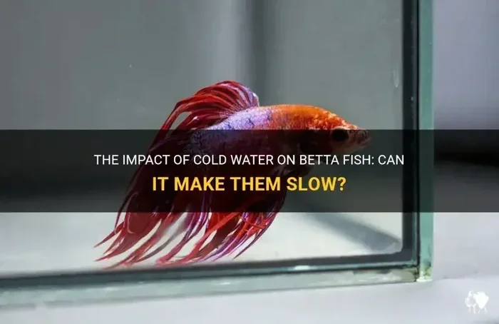 Is 70 Degrees Too Cold for Betta Fish