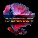 Is a Betta Fish Cold Blooded
