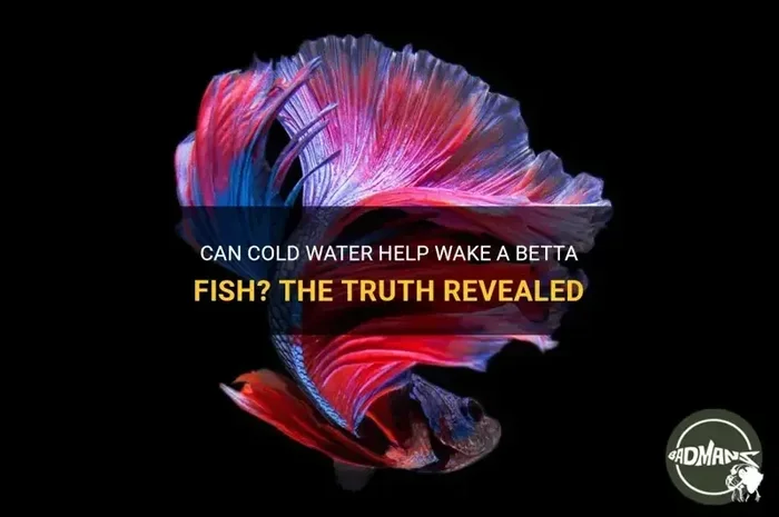 Is a Betta Fish Cold Blooded