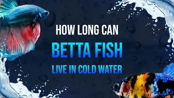 Do Betta Fish Get Cold