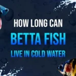 Do Betta Fish Die in Cold Water Discover the Shocking Truth