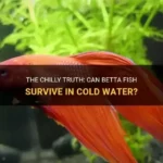 Can Betta Fish Be in Cold Water