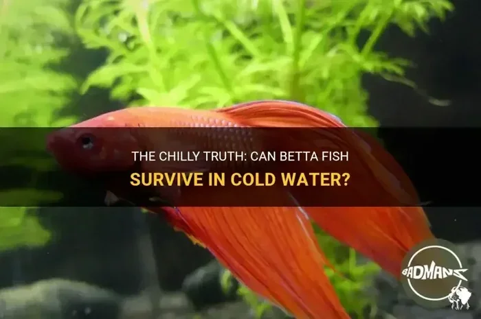 Can Betta Fish Be in Cold Water