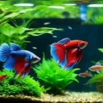 What Can Go with Betta Fish