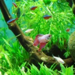 Can Any Other Fish Be with a Betta