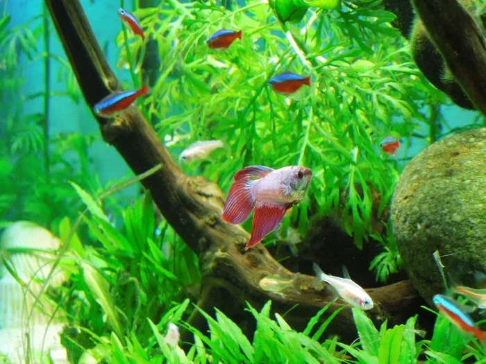 Can Any Other Fish Be with a Betta