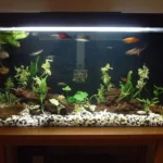 What Fish Is Good with Betta Fish