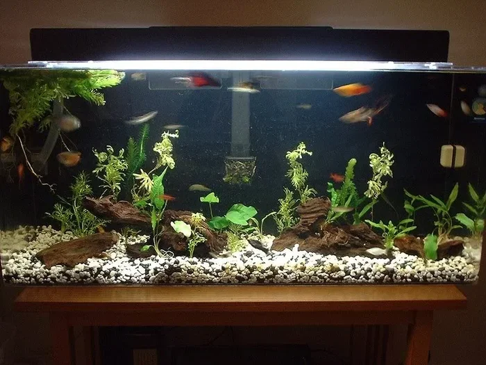 What Fish Is Good with Betta Fish