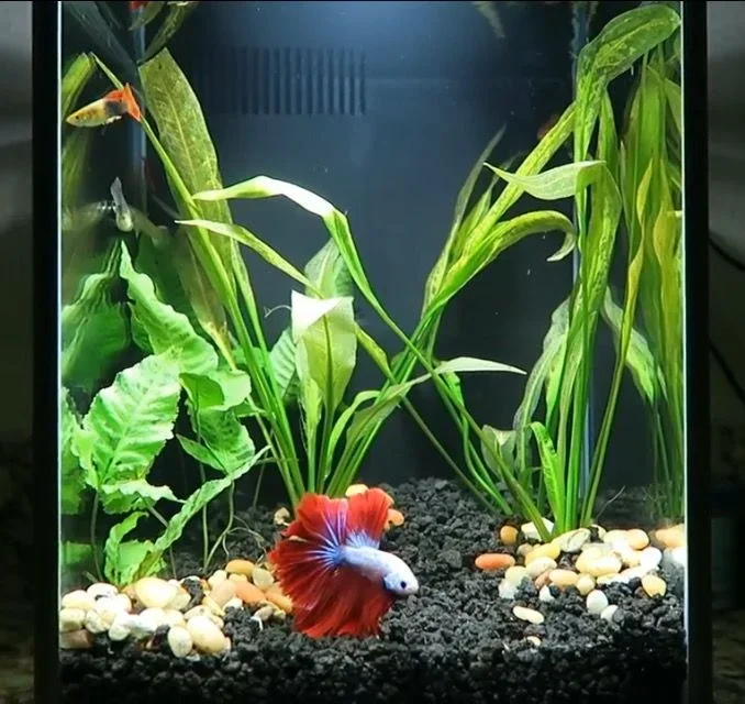 Are Bettas Social Fish